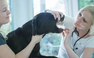 tierkliniken nuremberg Fachtierarztpraxis Janka Dietz