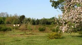 naturparks in der nahe nuremberg Tennenloher Forst