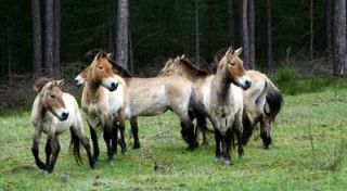 naturparks in der nahe nuremberg Tennenloher Forst