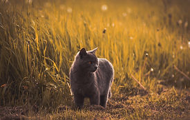 Tierphysiotherapie Nürnberg Magdalena Schunk – Graue Katze