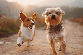 Tierphysiotherapie Nürnberg Magdalena Schunk – Hunde spielen