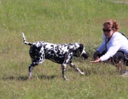 hundetrainer nuremberg Martin Rütter DOGS Nürnberg