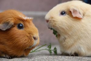 spezialisten fur haustierbetreuung nuremberg Tierbetreuung Nürnberg