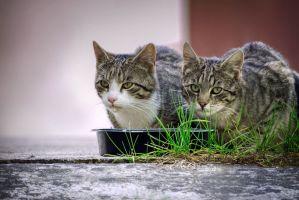 unterkunft fur hunde nuremberg Tierbetreuung Nürnberg