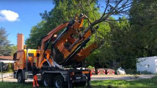 Statt Fällen wird ein Baum verpflanzt