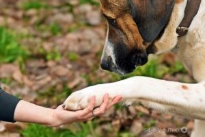 hundeadoptionsplatze nuremberg Tierheim Feucht