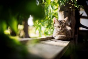 katzenunterkunfte nuremberg Katzenpension himmlisch-betreut