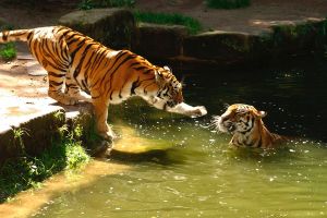 Tiger im Tiergarten Nürnberg