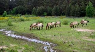 naturparks in der nahe nuremberg Tennenloher Forst