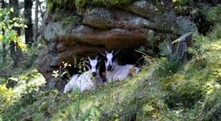 naturparks in der nahe nuremberg Tennenloher Forst