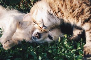 orte um katzen zu adoptieren nuremberg Tierheim Feucht