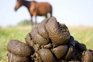 reiten in der nahe nuremberg Ponyhof Bübel