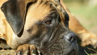 hundezuchter nuremberg Bullmastiff of Franconian Shamrock