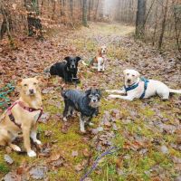 hundetagesstatte nuremberg Rudelnasen Nürnberg