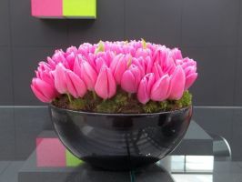 geschafte um tulpen zu kaufen nuremberg Blumen-Stier