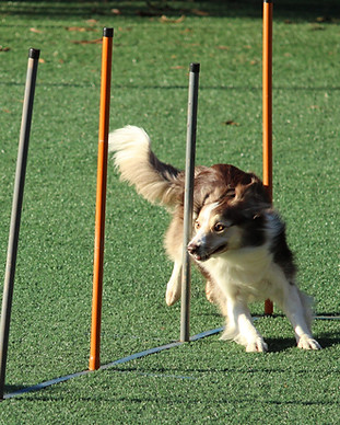 Tierphysiotherapie Nürnberg Magdalena Schunk – Spielender Hund