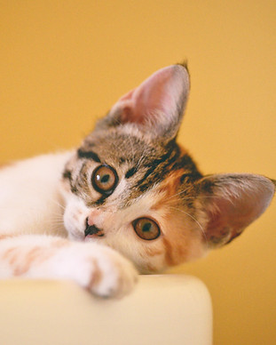 Tierphysiotherapie Nürnberg Magdalena Schunk – Süße Katze