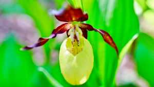 Orchideenart Frauenschuh
