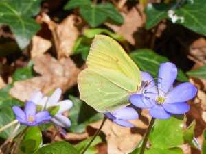 Zitronenfalter auf Leberblümchen